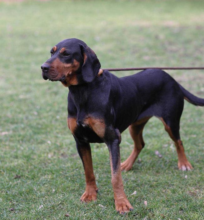 LOLA w typie gończego - do adopcji!