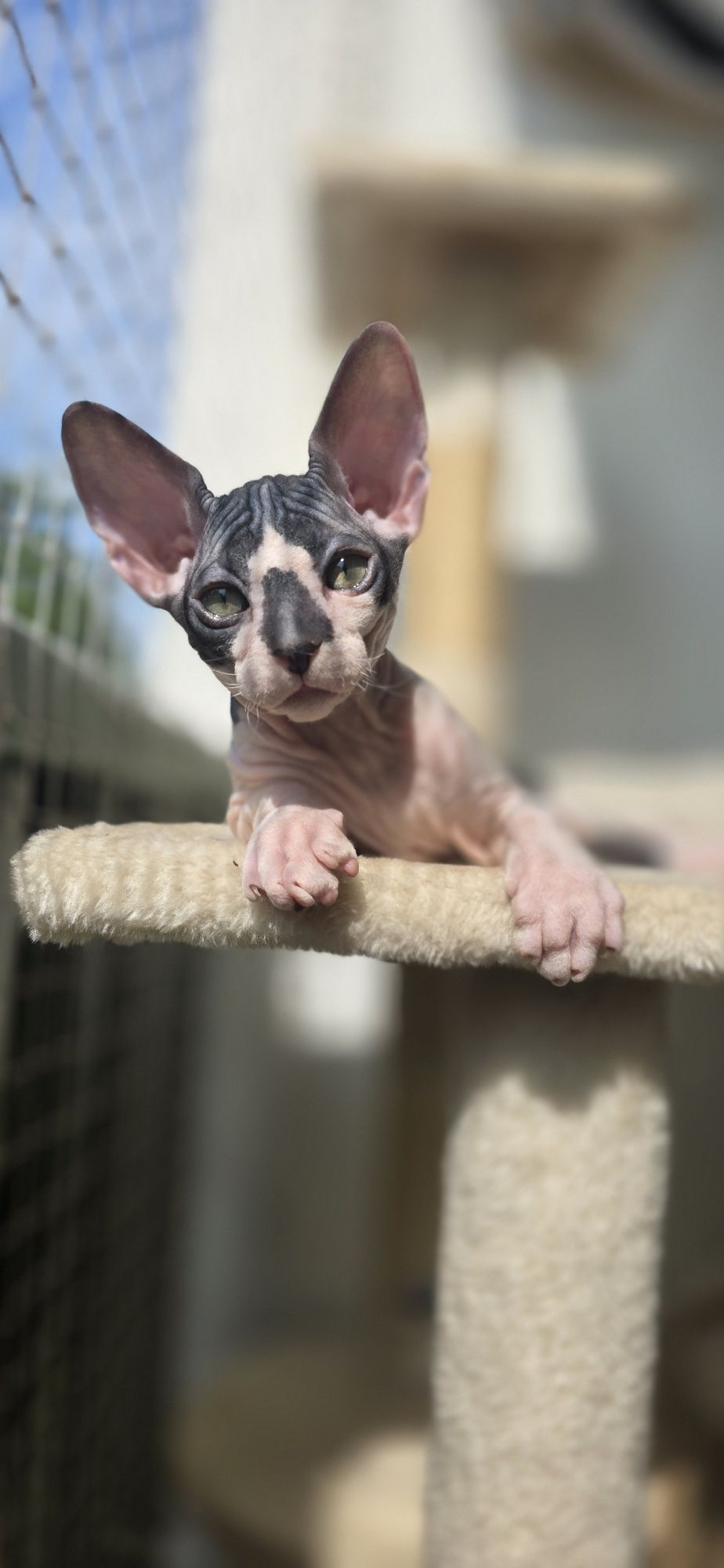 WCF DON Sphynx kotek