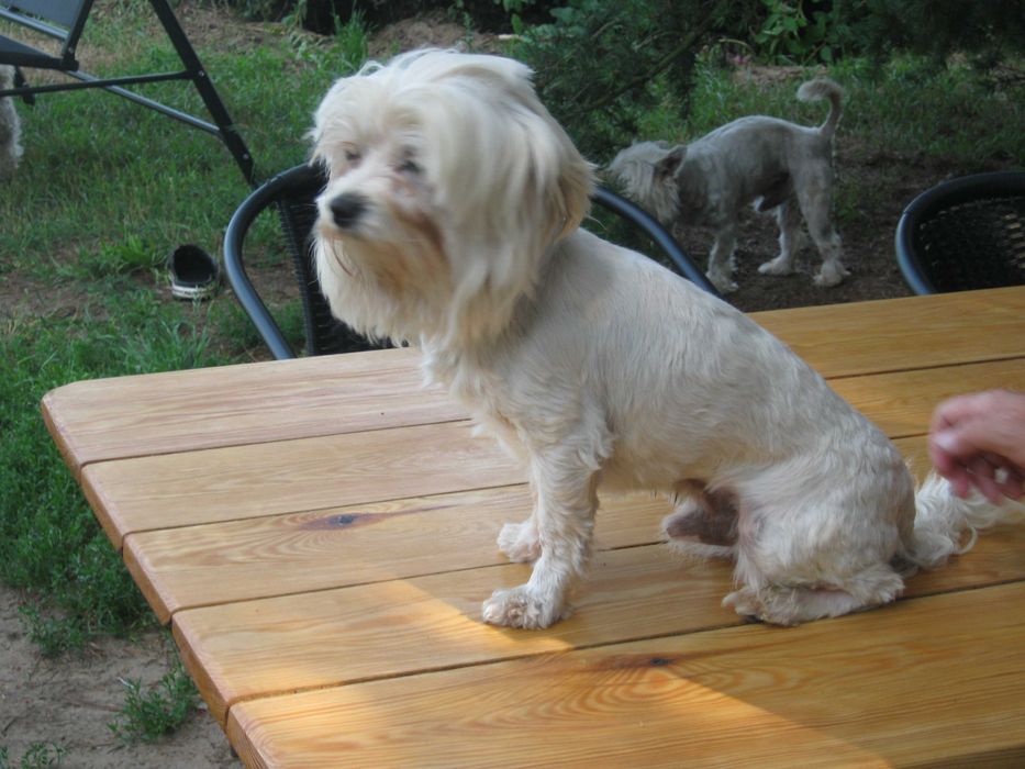 Radosny  szczeniaczek  -  Maltańczyk