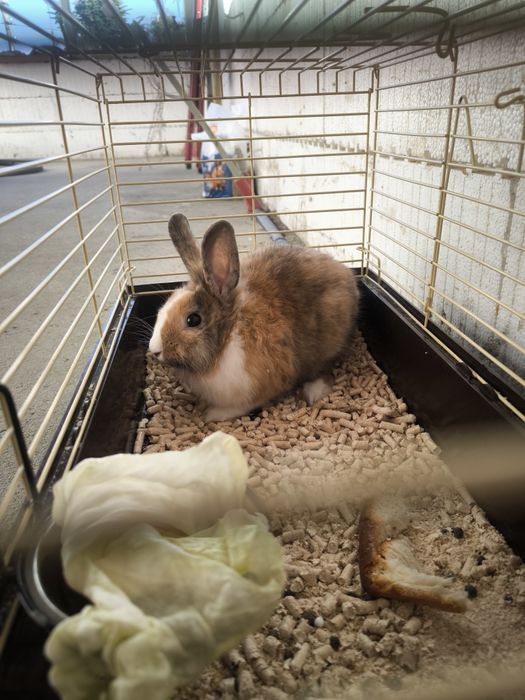 Кролик з кліткою