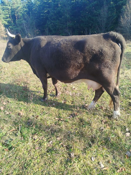 Продам корову тільна