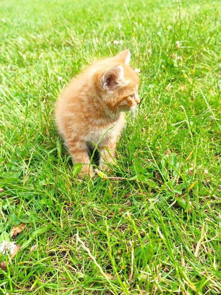 Kot kotek kotka do adopcji