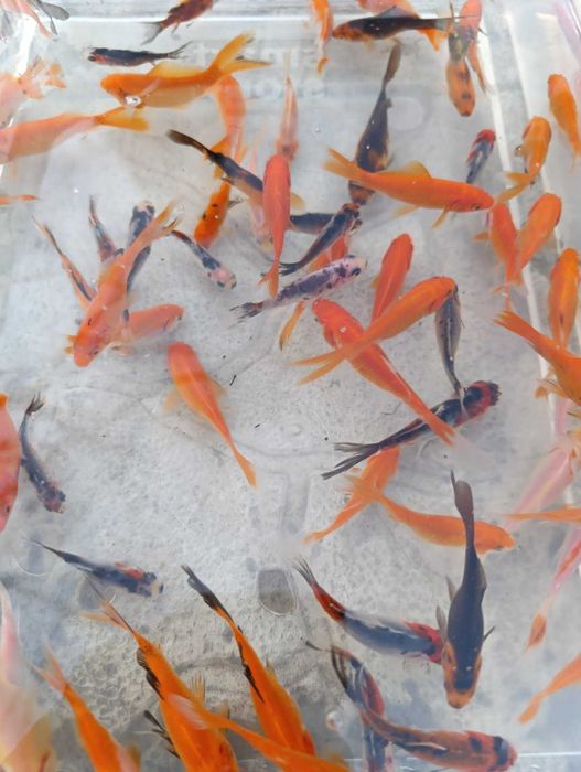 золоті рибки, комета, шубункін, карп коі