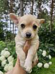 Baloo / Chihuahua / Piesek / Sobol z genem Merle