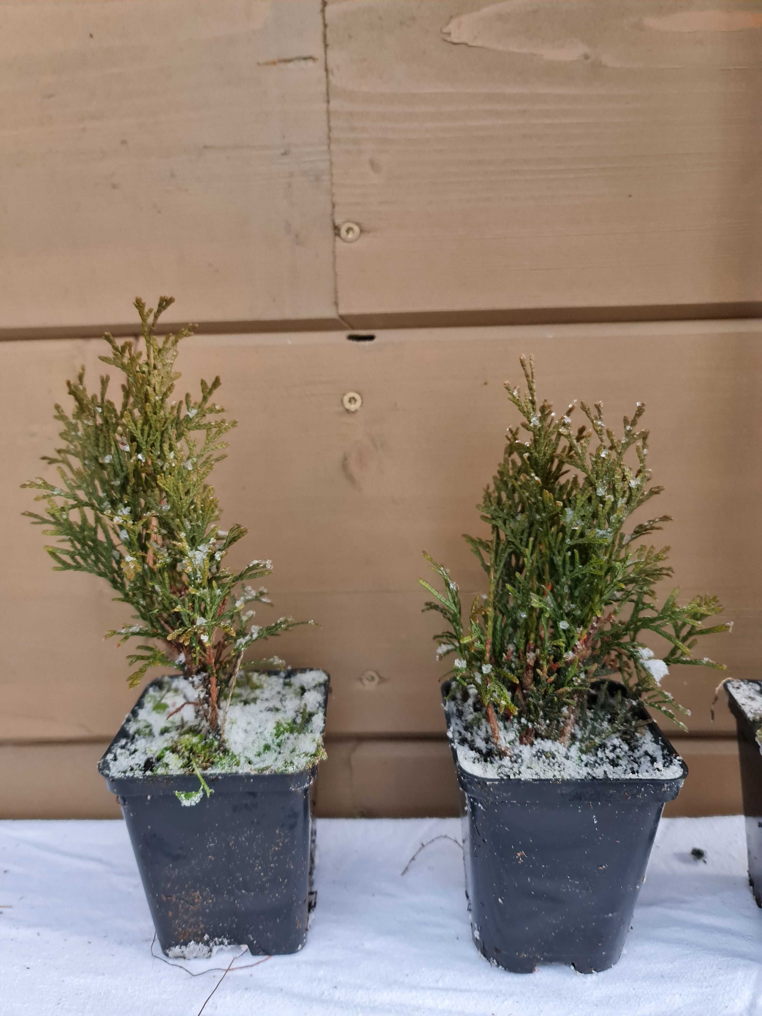 tuja thuja tuja 20 cm smaragd szmaragd