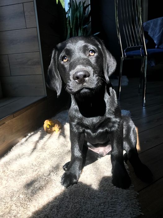 Щенки Лабрадор ретривер