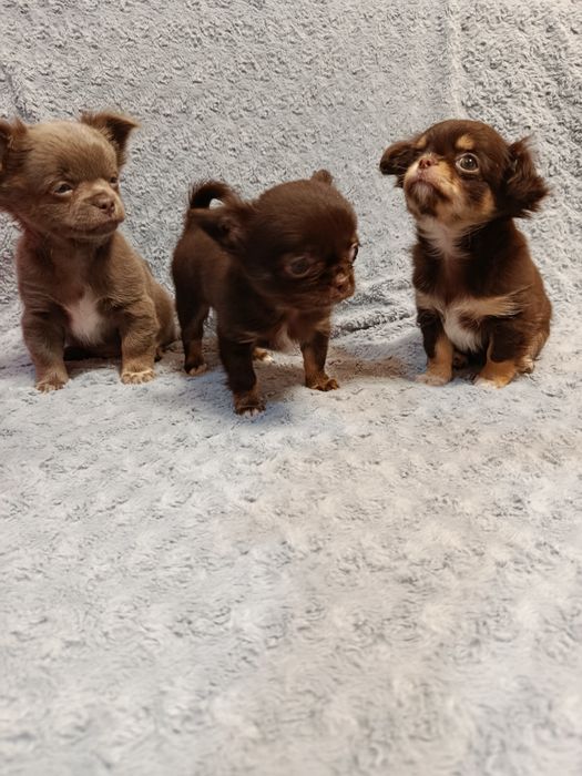 Чихуа довго шерстні,хлопчики