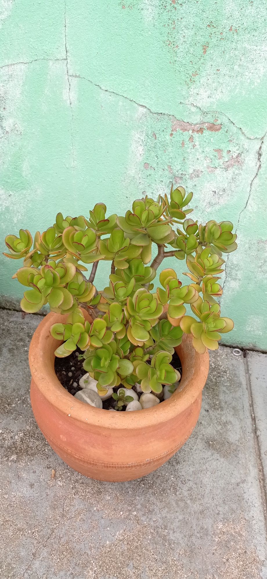 Suculenta - Jade