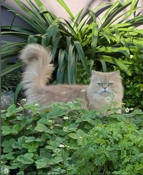 gata British Longhair