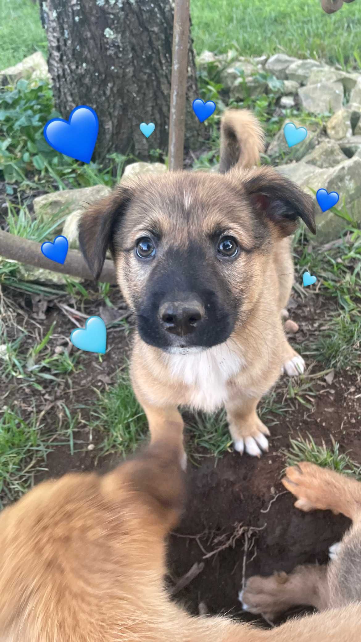 Cachorrinhos Bebés Super Dóceis Porte Médio Adopção - em Águeda