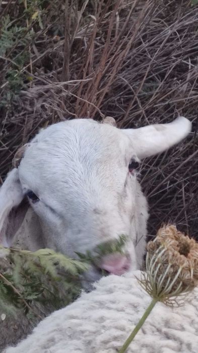 Продам ягнят молочной породы