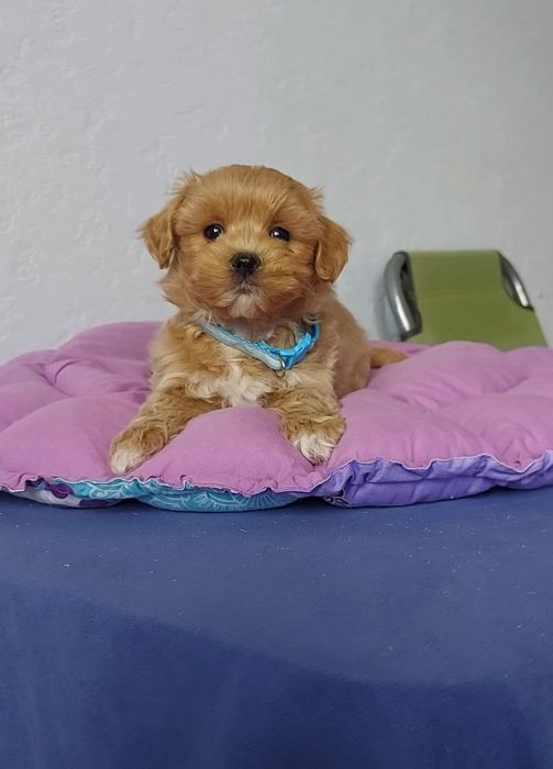 Чарівні цуценята мальтіпу.  Лагідні та ніжні мальтипу.