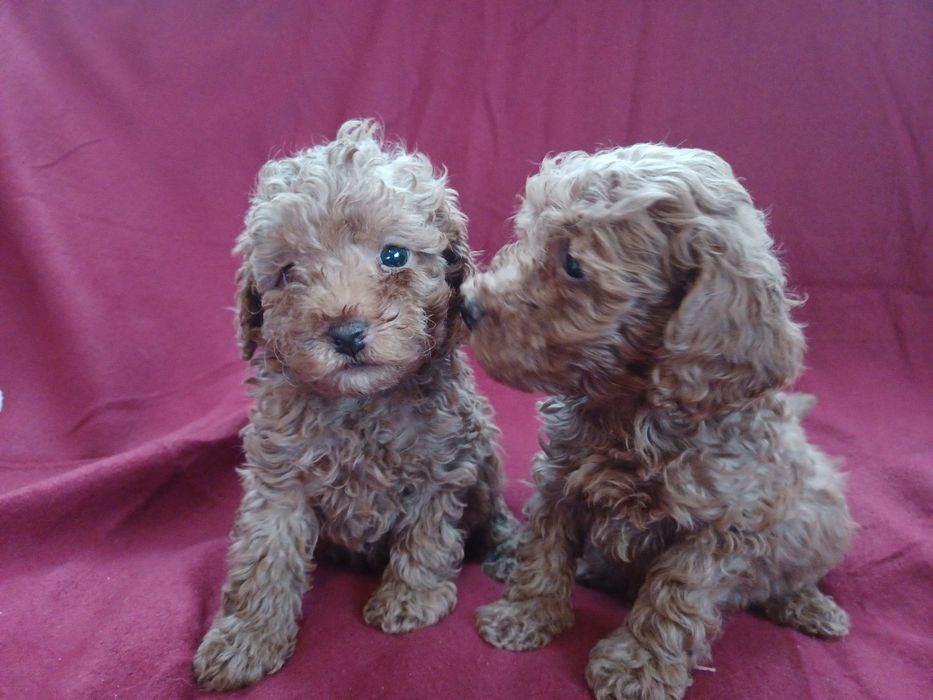 Pudel miniaturowy płowy/(Red)FCI ZKwP piesek