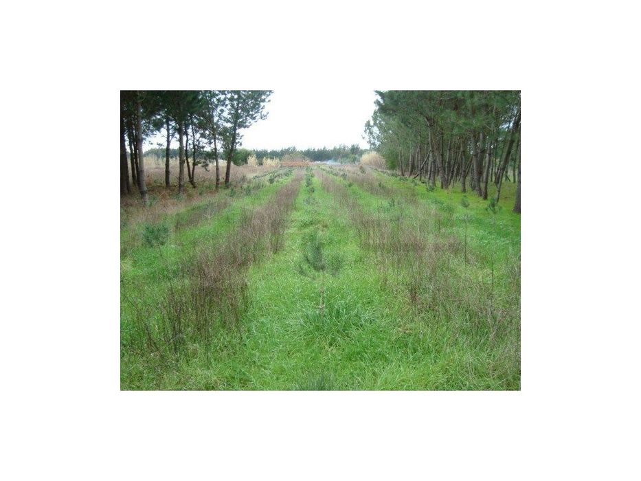 Terreno Venda Mira