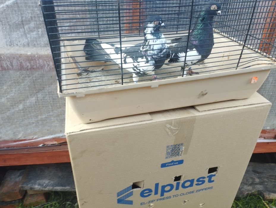 Gołębie zamojskie i roztoczańskie