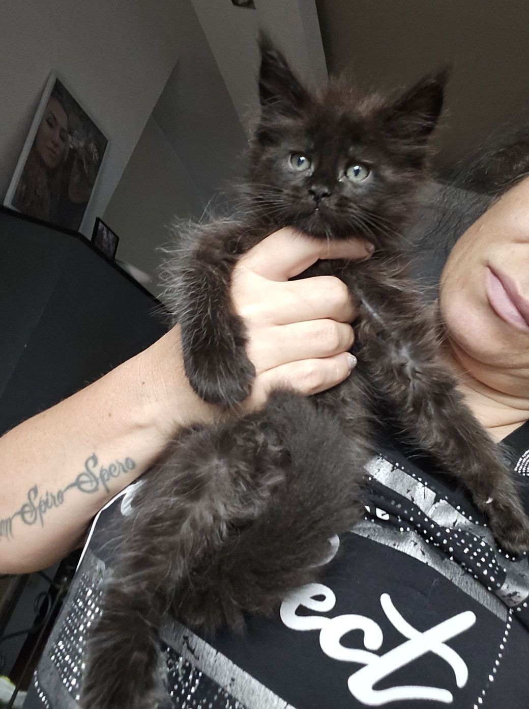 Mainecoon Kocurek czarny ze srebrem Felis Polonia