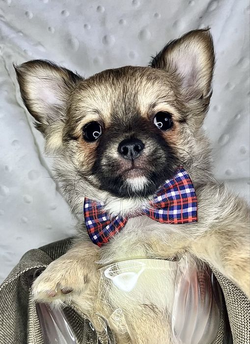 Chihuaua gotowy do odbioru