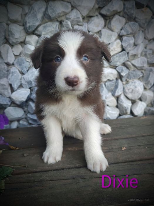 Border collie śliczna suczka przebadani rodzice