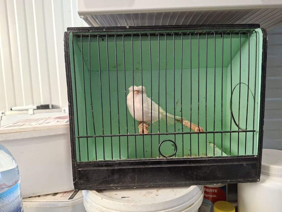 Canario gloter grizzly