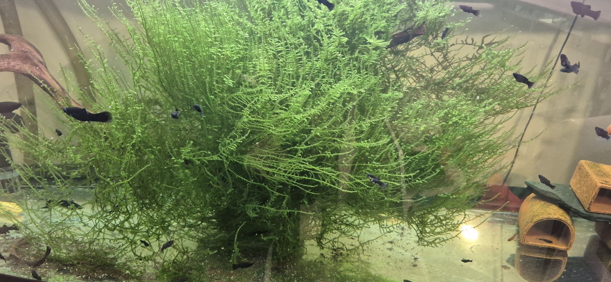 Akwarium 240 panoramiczne szafka filtr oświetlenie ryby