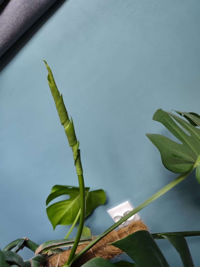 Monstera deliciosa/ monstera dziurawa