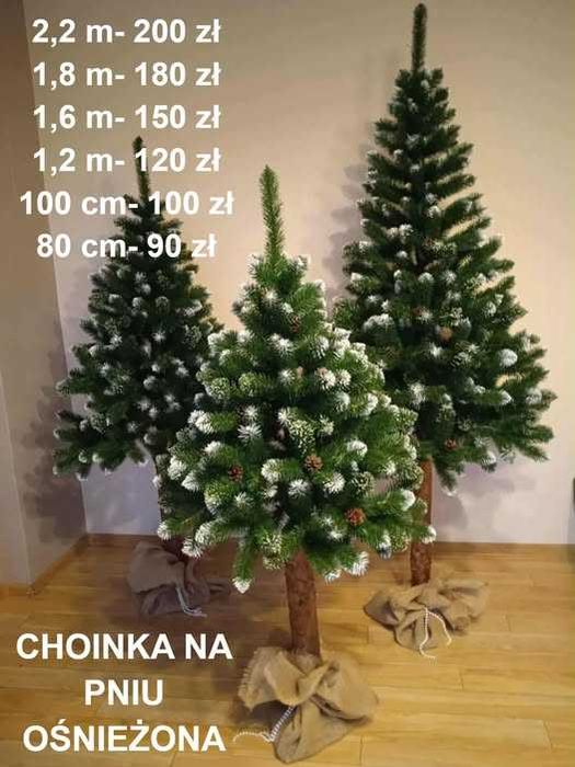Choinka na PNIU sosna diamentowa OŚNIEŻONA 180 CM PRODUCENT premium!