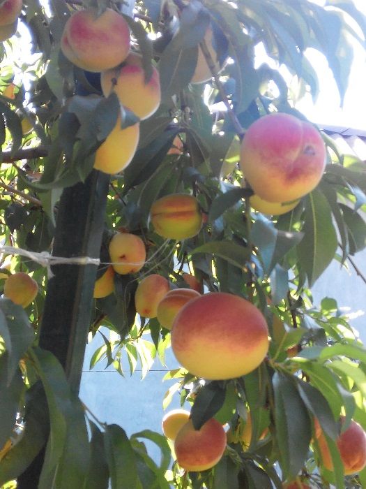 Саженцы крупноплодного персика
