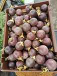 Vendo Maracujá Roxo