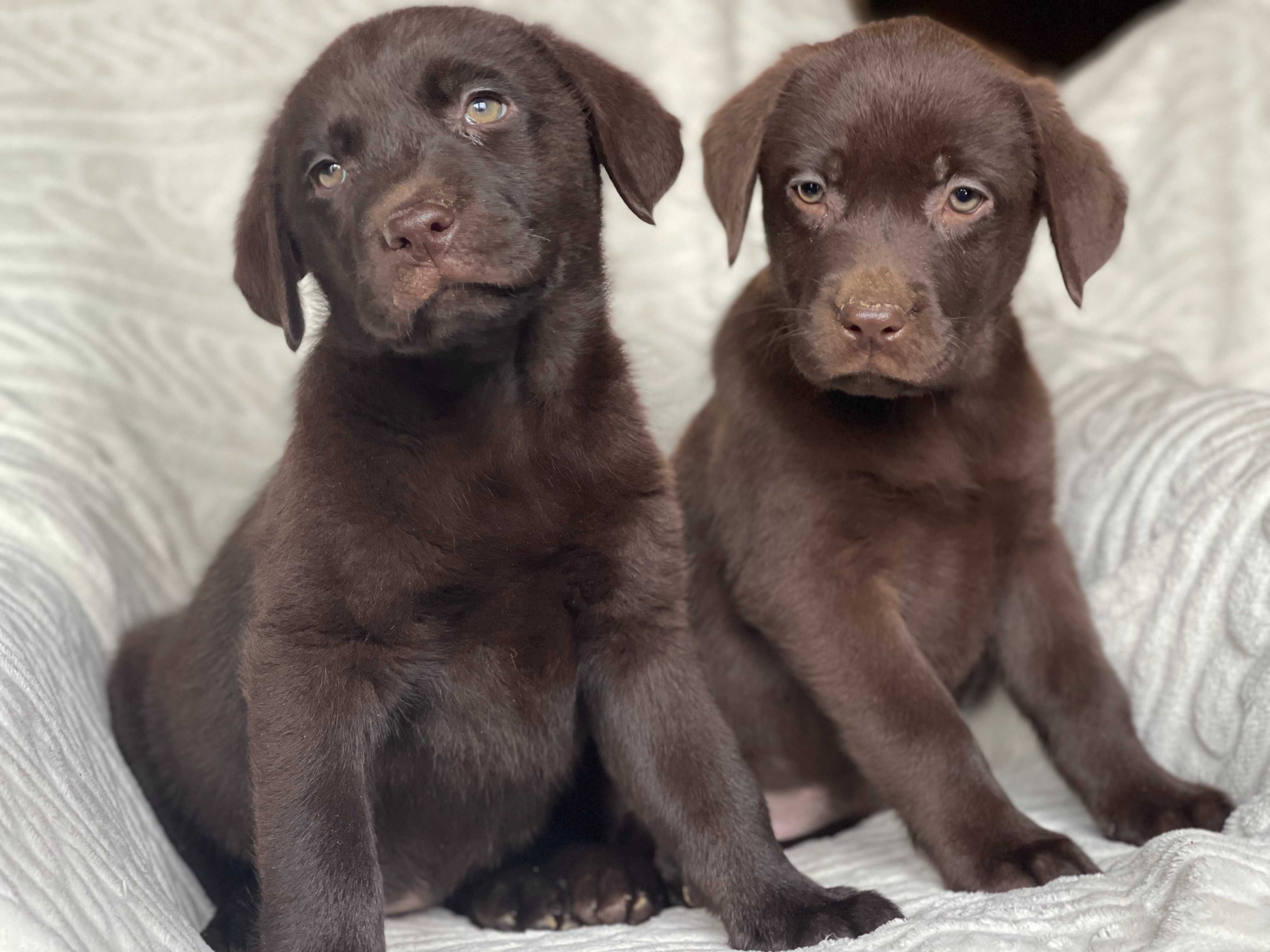 Labrador retriever ,labradory suczka czekoladowa ZKwP FCI