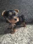 Yorkshire terrier