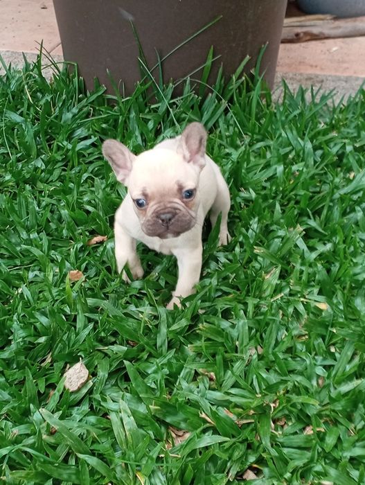 Bulldog Francês fêmea disponível