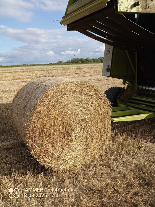 Słoma z pszenicy, pszenzyta