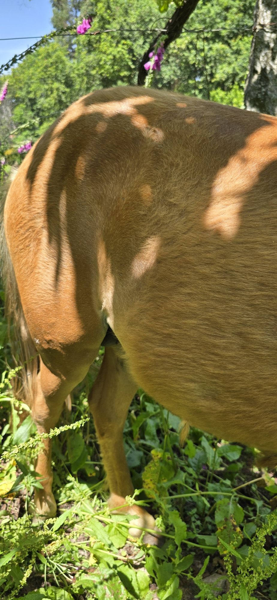 PONEI - Macho pelagem Lazã