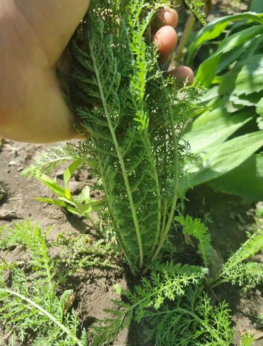 Тысячелистник астильба маргаритка