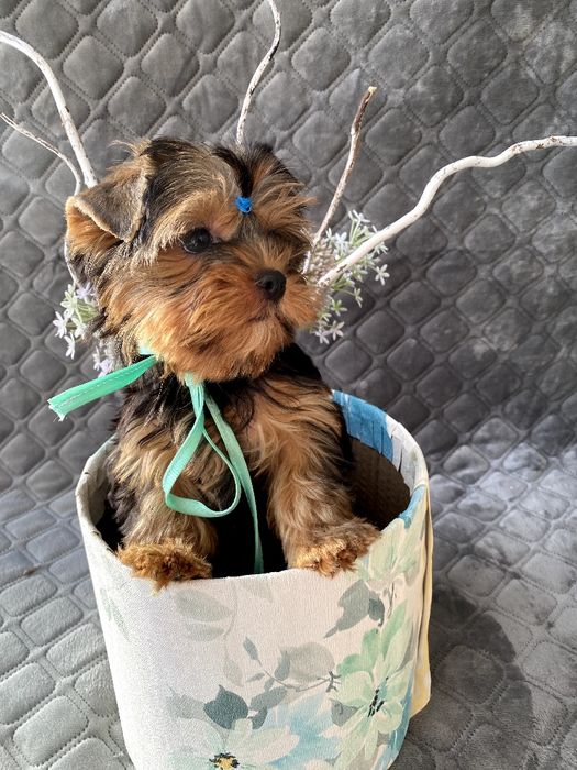 Йорки гарнесенькі