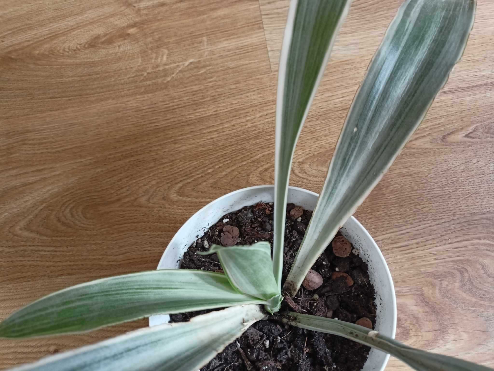 sansevieria metallica silver siam