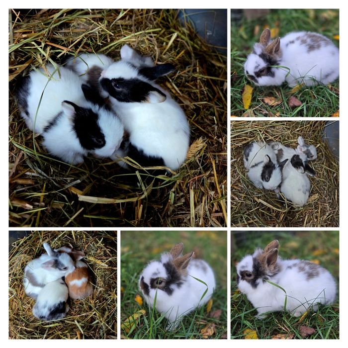 Króliki miniaturki różne umaszczenia małe króliczki