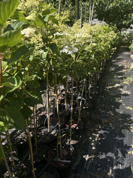 Hortensja. Floks.liatra.Anabelle.