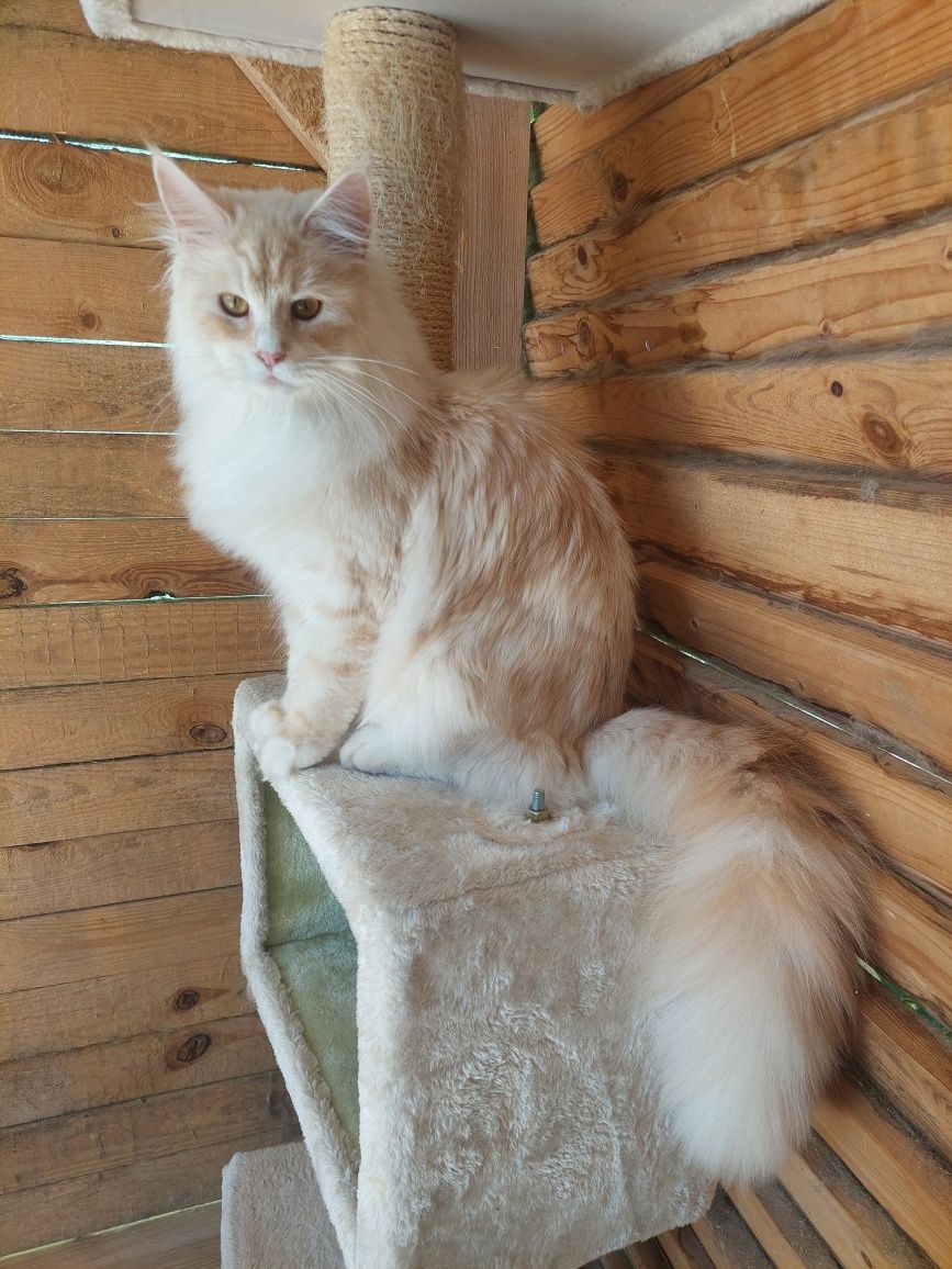 Kotka Maine Coon FPL