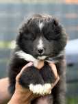 Owczarek szetlandzki sheltie piesek bi black