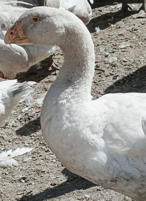 Продам гусей Тульські Горбоносі (Комогори)