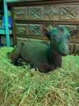 Cabras micro anãs