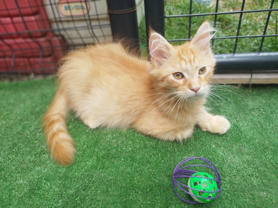 Kocurek Maine Coon