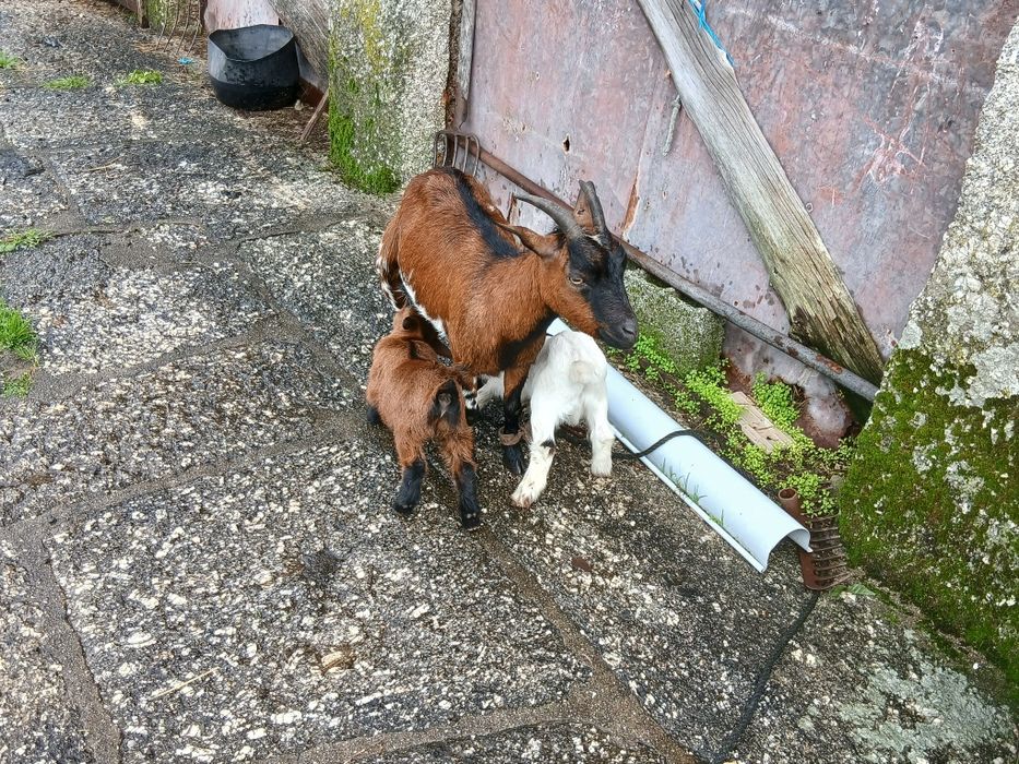 Vendo uma cabra anã com crias