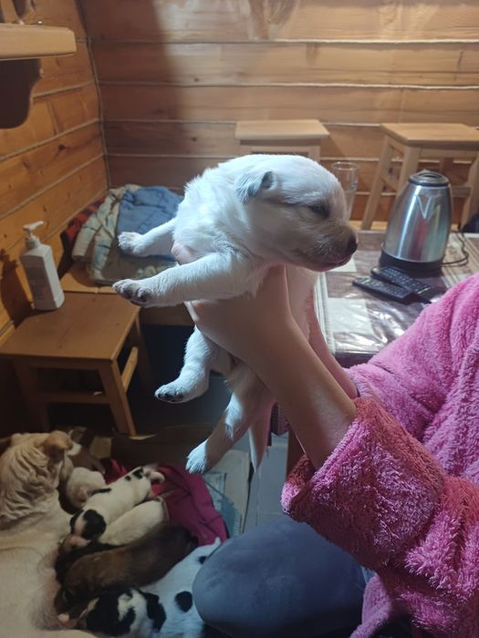 Щенята лабрадора і вівчарки в добрі руки