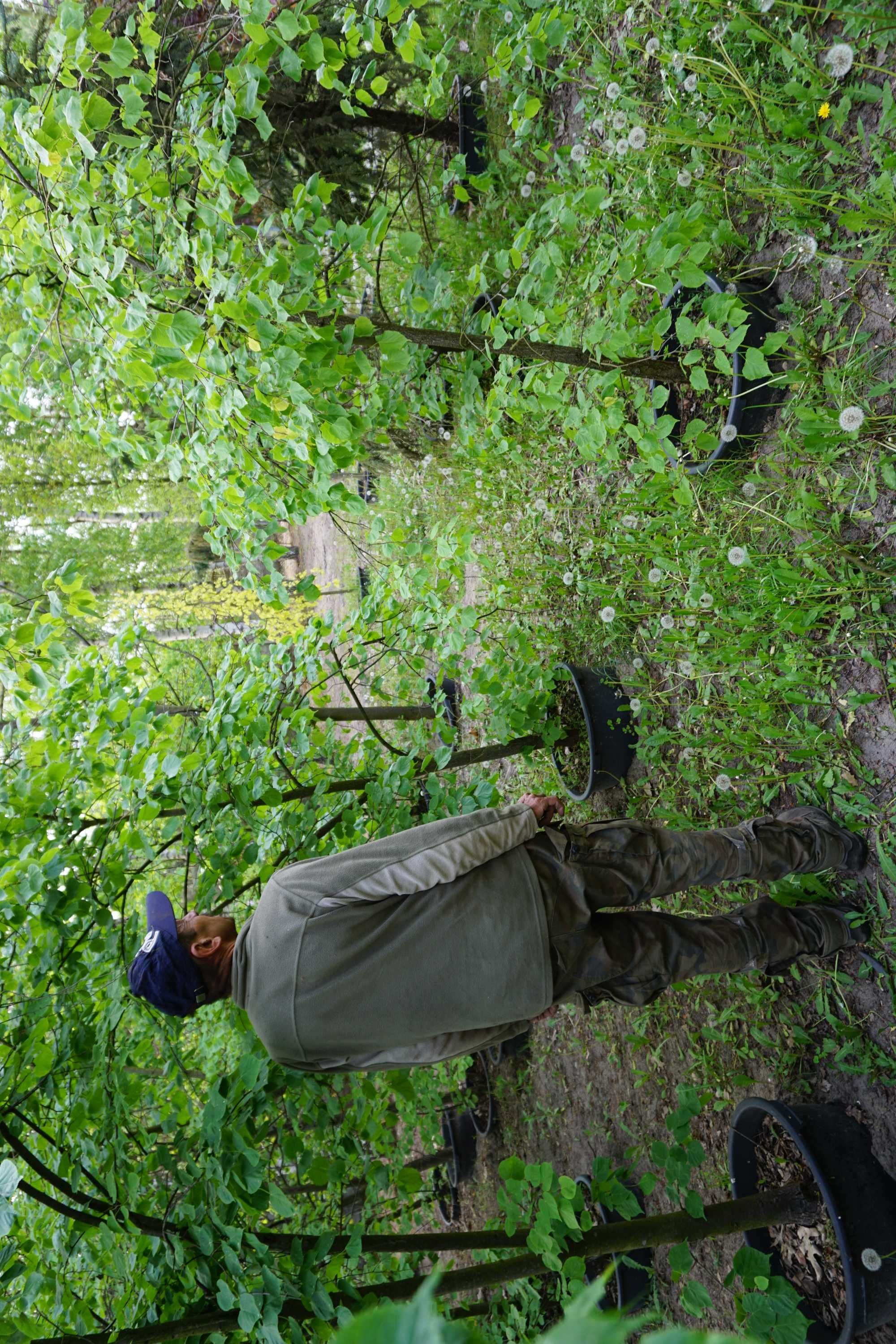 200-300cm lipa szerokolistna _ lipa wielkolistna _ Tilia platyphyllos