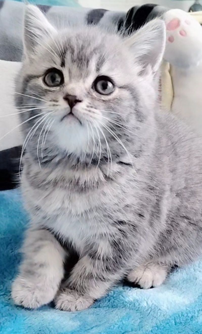 Menina fofa tabby silver