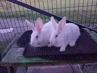 Młode TB króliki