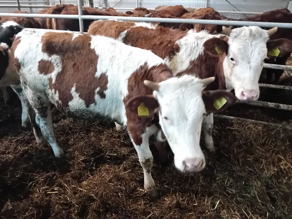 Sprzedam 3 Byki Siwe 5 jałowek simetal 300 kg