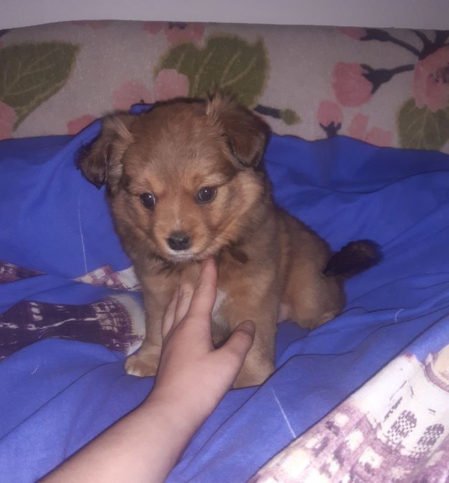 Померанський шпіц з німецьким дівчинка